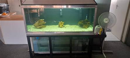 Big fish tank