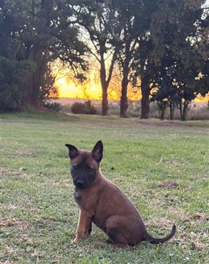 Beautiful Belgian Malinois pups
