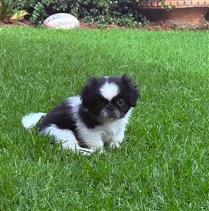 Top Pekingese puppies