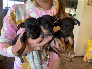 Miniature Pinchers puppies for sale
