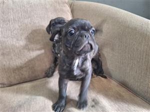 Frenchie x Puppys