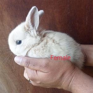 Netherlands dwarf rabbit