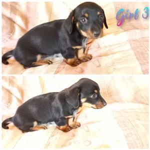 Dachshund pups