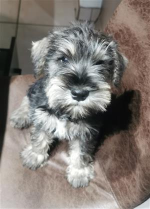 Minuture schnauzers puppy 