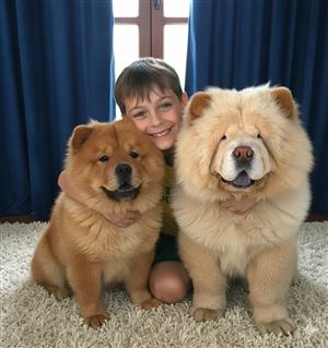  Chow Chow 