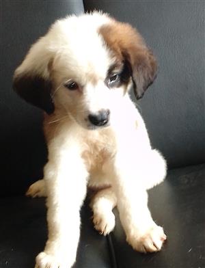 St Bernard puppies 