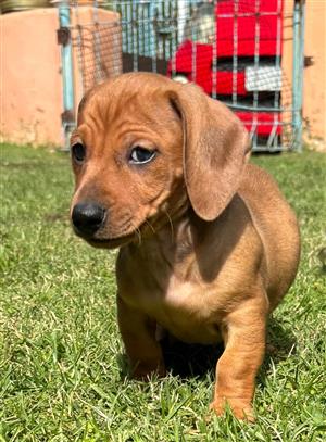 Dachshund puppies for sale