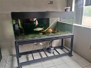 1.8m Large Aquarium with Stand – Full Setup