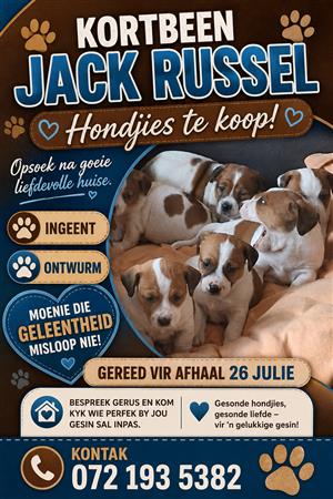 Jack russel puppies for sale Evander