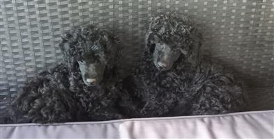 French mini poodle pups