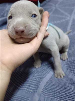 Pure bred Weimaraners