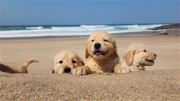 Gorgeous Golden Retriever puppies available
