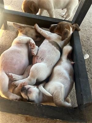 Jack Russel puppies for sale 