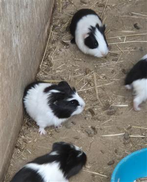 Marmotte te Koop