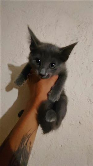 Maincoon kittens for sale 