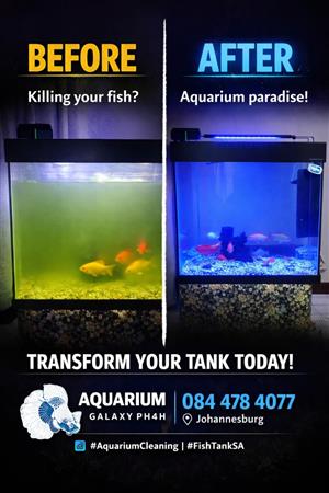 We Fix, Build & Maintain Stunning Aquariums