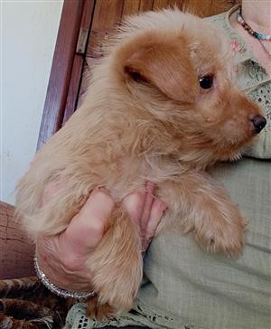 Yorkshire terrier gold 