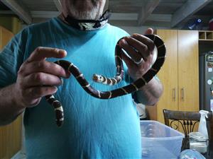 King Snake (California) Brown and White very tame