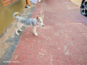 Siberian husky puppy's 