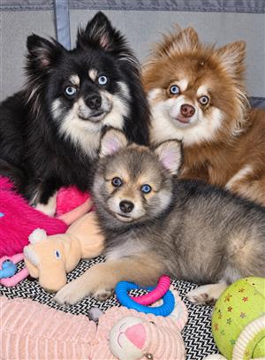 Pomsky Male Puppy 