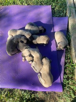 Anatolian shepherd pups 