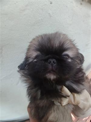 Pekingese puppies 