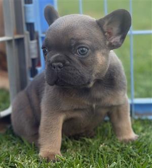 Beautiful French bulldog puppies available