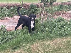 Ridgeback x sheepdog