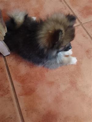 Stunning Toypom puppies available