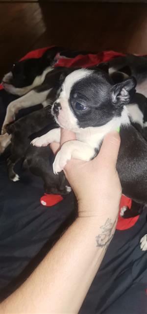 Boston terrier