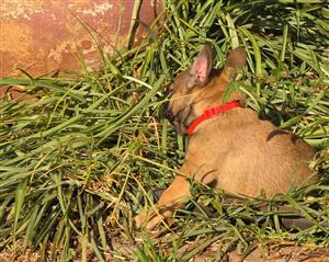 Beautiful French bulldog puppies available