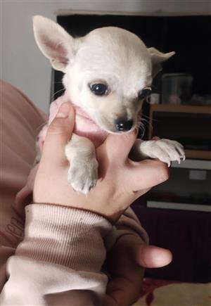 Chihuahua pupies
