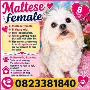 Maltese female