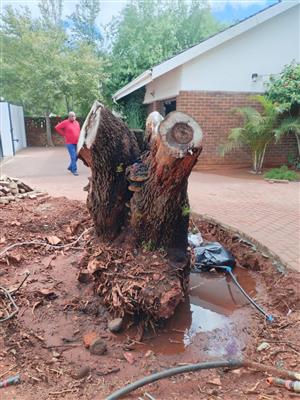 We do tree cutting /felling services