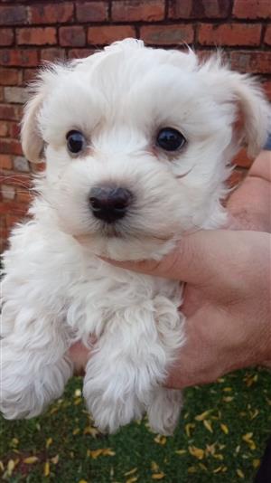 Poodle Puppies