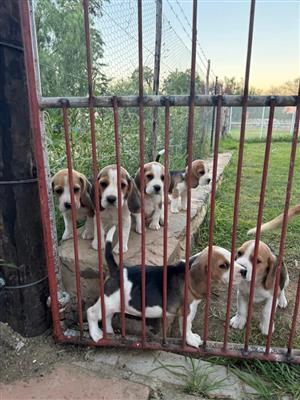 BEAGLE PUPPIES