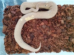 2x ball pythons for sale 