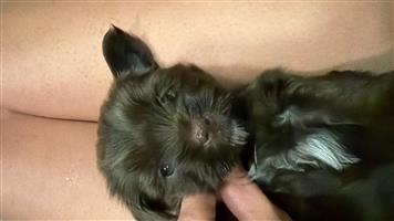 Biewer Yorkie Puppies