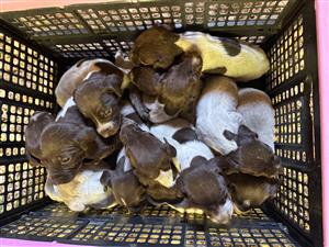  German Shorthaired Pointer Puppies for Adoption