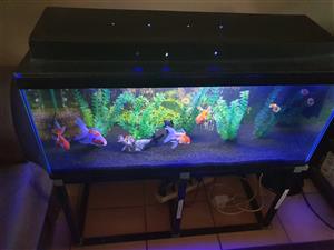 120 lt fish tank