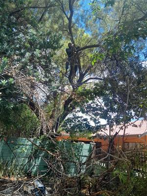 Tree cutting and stump removal