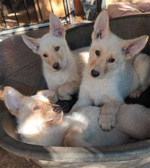 Beautiful alsatian pups for sale