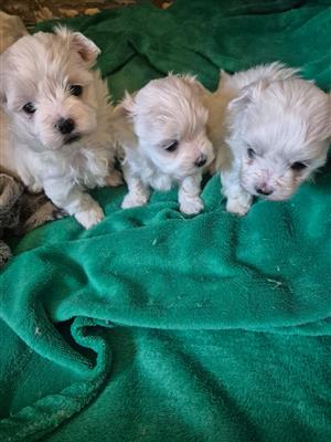 Miniature maltese pu
