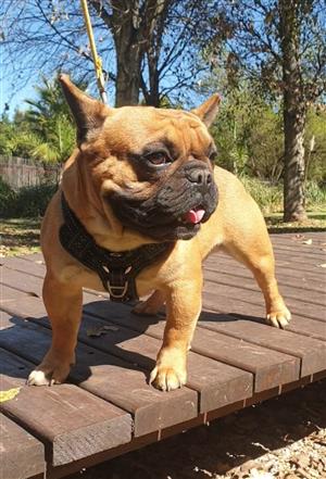 Boere : Frenchie French Bulldog puppies / adults for sale