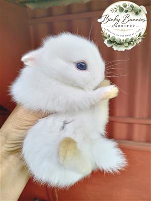 Purebred Netherland dwarf bunnies for sale
