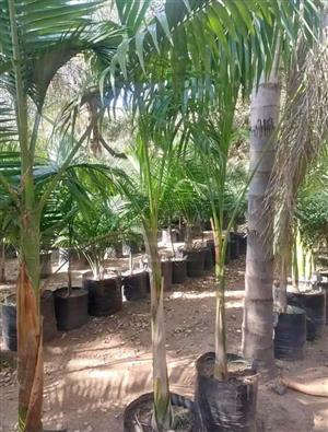 Royal Palm Tree's We Deliver And Planting WhatsApp For Orders 
