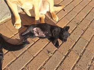 Labrador 
