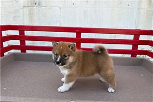 Shiba Inu puppies for sale