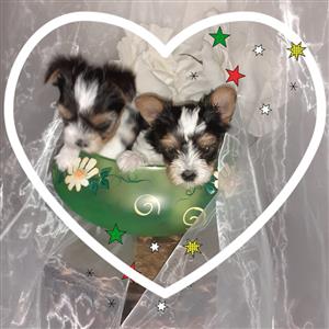 Adorable Biewer Yorkshire terrier puppies