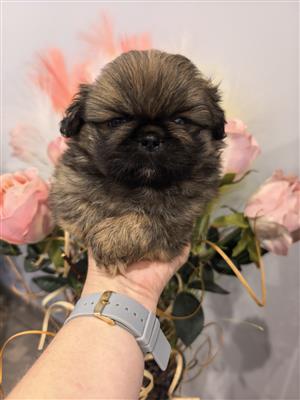 Pekingese puppies 